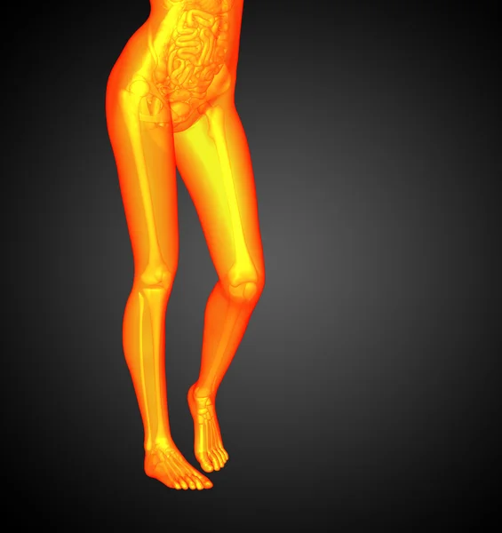 3D render illusztrációja az anatómia — Stock Fotó