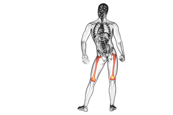 3d render medical illustration of the femur bone — Stock Photo, Image