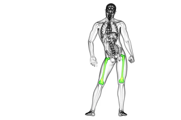 3d rendere illustrazione medica dell'osso del femore — Foto Stock