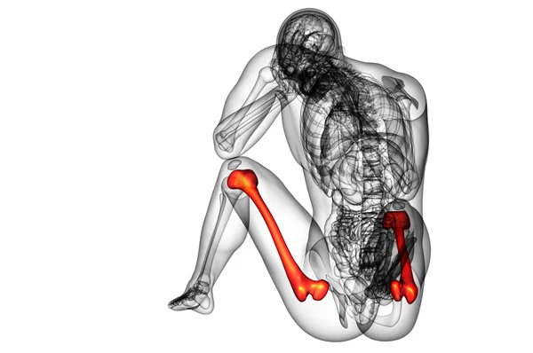 3d rendere illustrazione medica dell'osso del femore — Foto Stock