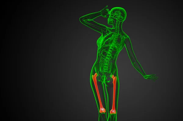 3d rendere illustrazione medica dell'osso del femore — Foto Stock