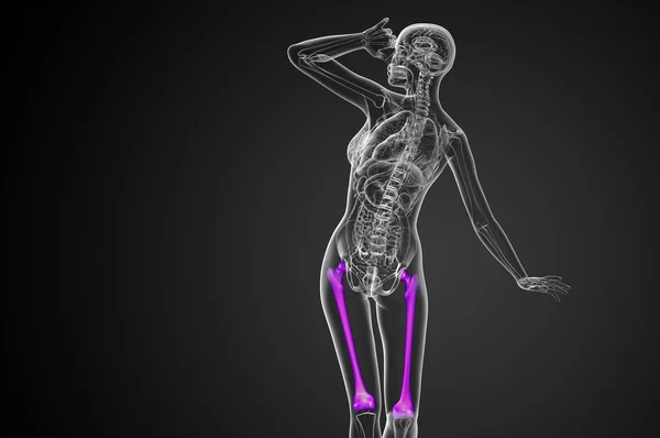 3D рендеринг медицинской иллюстрации кости бедренной кости — стоковое фото