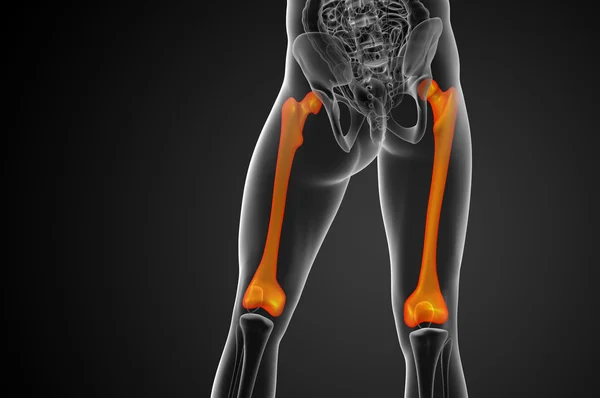 3D vykreslení lékařské ilustrace stehenní kosti — Stock fotografie