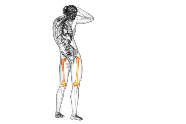 3d візуалізація медичної ілюстрації кістки стегнової кістки — стокове фото