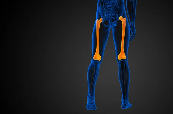 3D göra medicinsk illustration av lårbenet ben — Stockfoto