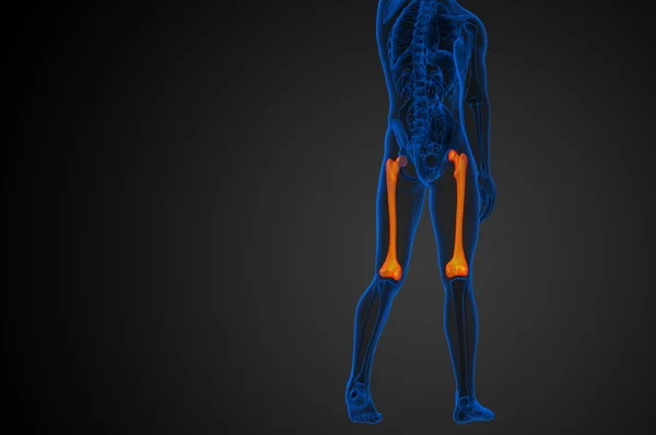 3D göra medicinsk illustration av lårbenet ben — Stockfoto