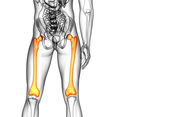 3D render orvosi illusztráció, a femur csont — Stock Fotó