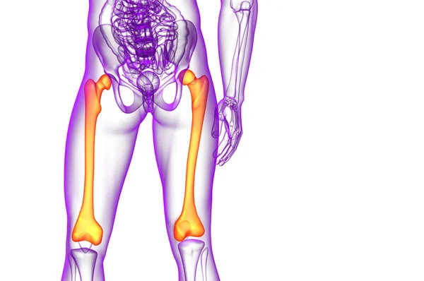 3D render Medikal illüstrasyon femur kemik — Stok fotoğraf