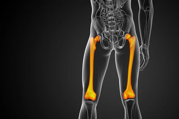 3d render medical illustration of the femur bone — Stock Photo, Image