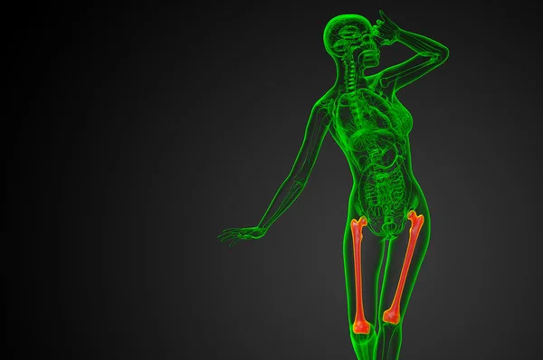 3D göra medicinsk illustration av lårbenet ben — Stockfoto