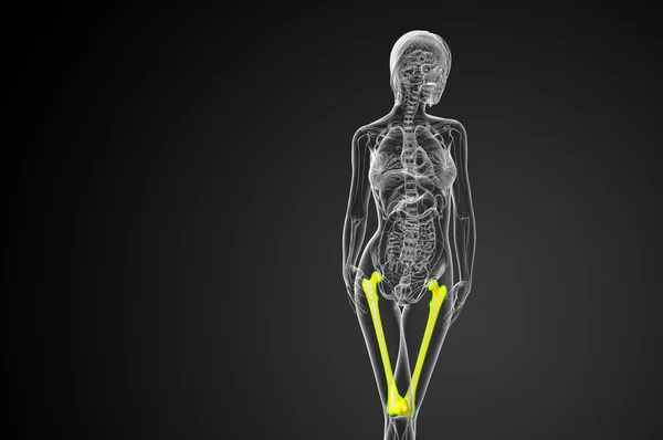 3D göra medicinsk illustration av lårbenet ben — Stockfoto