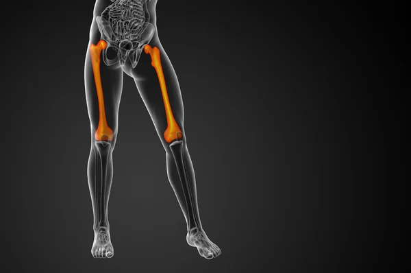 3D render Medikal illüstrasyon femur kemik — Stok fotoğraf