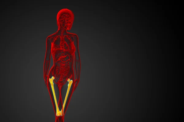3D vykreslení lékařské ilustrace stehenní kosti — Stock fotografie
