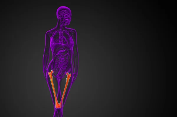 3d rendere illustrazione medica dell'osso del femore — Foto Stock