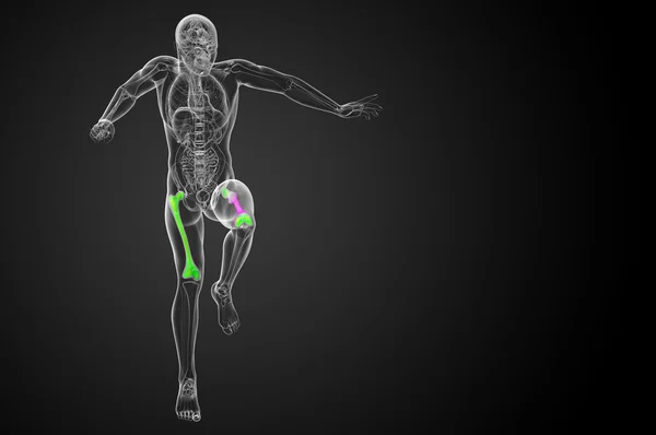 3d gøre medicinsk illustration af lårbenet - Stock-foto