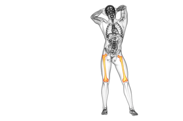 3d tornar ilustração médica do osso do fêmur — Fotografia de Stock