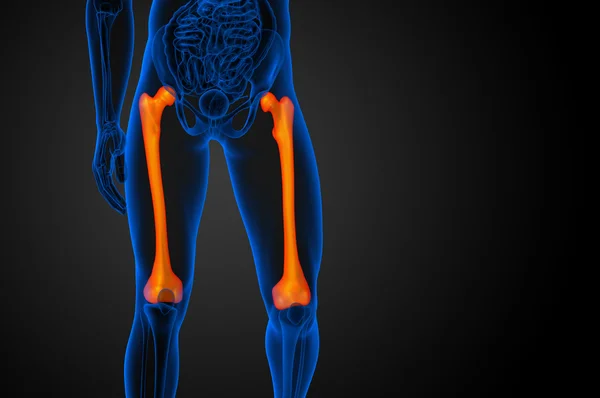 3D render Medikal illüstrasyon femur kemik — Stok fotoğraf