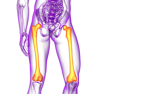 3D render orvosi illusztráció, a femur csont — Stock Fotó