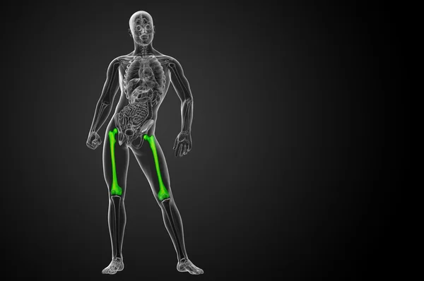 3d rendre illustration médicale de l'os du fémur — Photo