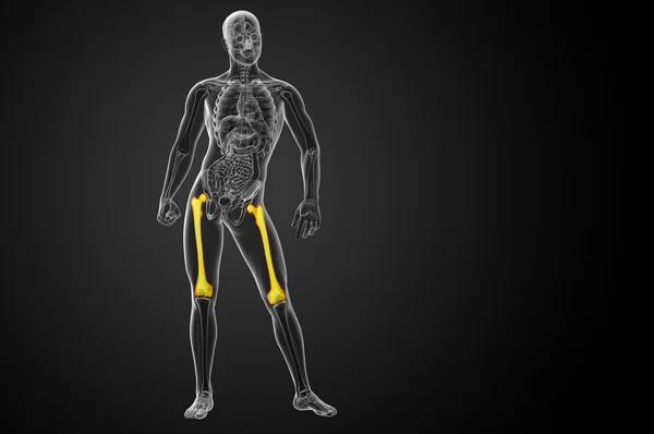 3D göra medicinsk illustration av lårbenet ben — Stockfoto