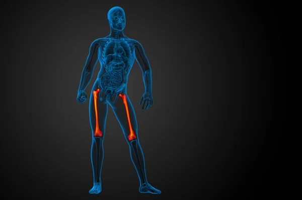3D render Medikal illüstrasyon femur kemik — Stok fotoğraf