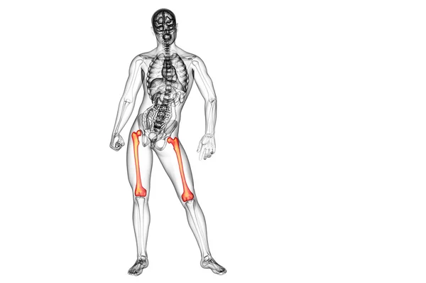 3D göra medicinsk illustration av lårbenet ben — Stockfoto