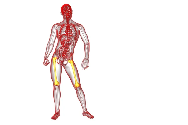 3D göra medicinsk illustration av lårbenet ben — Stockfoto