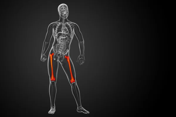 3D göra medicinsk illustration av lårbenet ben — Stockfoto