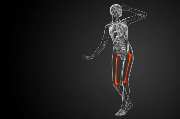 3D render Medikal illüstrasyon femur kemik — Stok fotoğraf