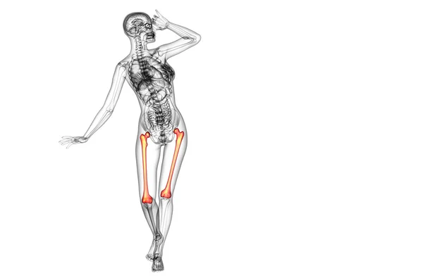 3d render medical illustration of the femur bone — Stock Photo, Image