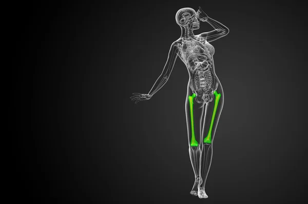 3d tornar ilustração médica do osso do fêmur — Fotografia de Stock