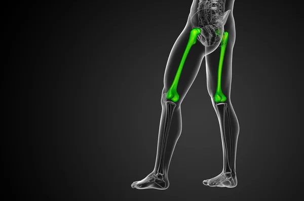3D render ilustracja kości udowej — Zdjęcie stockowe