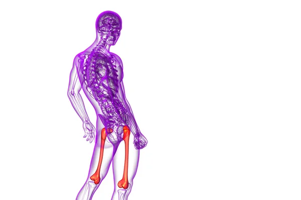 3D рендеринг медицинской иллюстрации кости бедренной кости — стоковое фото