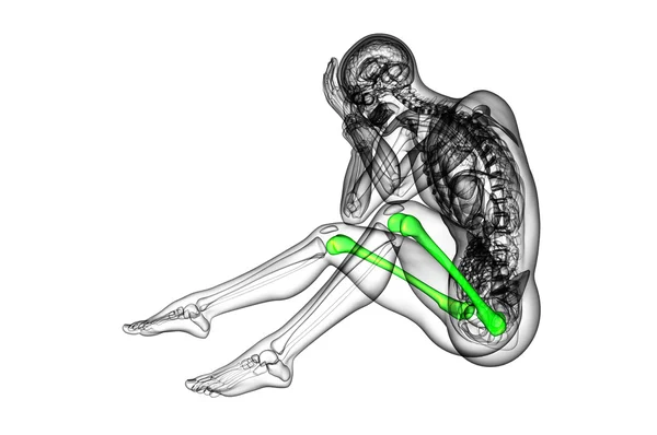3D render medische illustratie van het dijbeen bot — Stockfoto