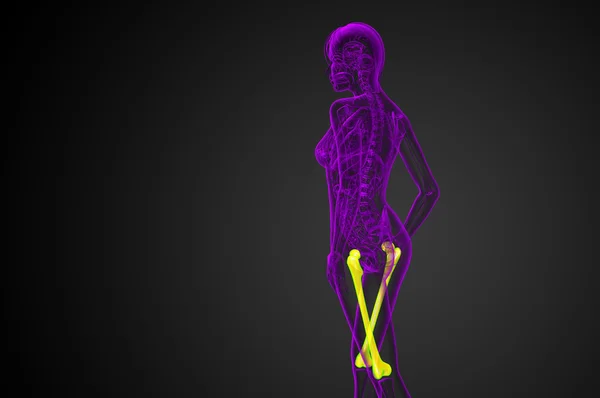 3D render medische illustratie van het dijbeen bot — Stockfoto
