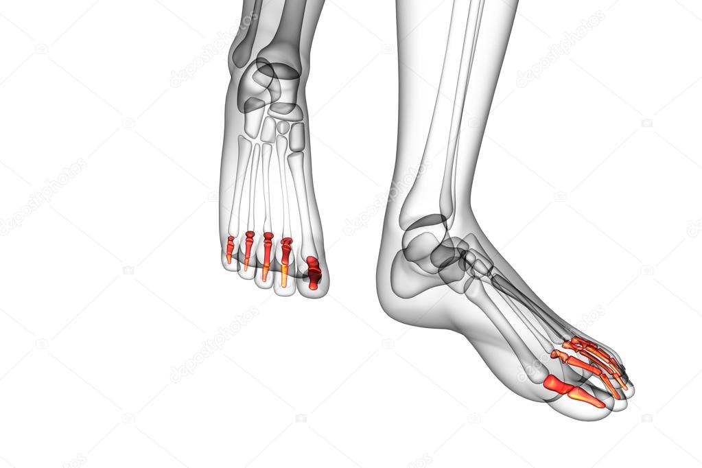 3d render medical illustration of the phalanges foot