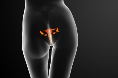 3D render Medikal illüstrasyon üreme sisteminin 