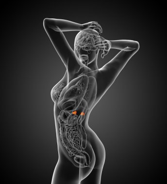 böbreküstü 3D render tıbbi çizimi