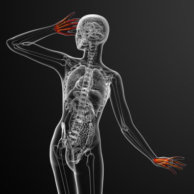 3D render illüstrasyon iskelet el 