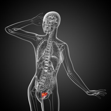 Mesane 3D render tıbbi çizimi 