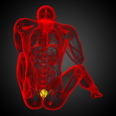 Mesane 3D render tıbbi çizimi 