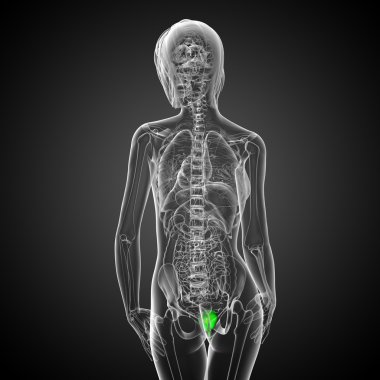 Mesane 3D render tıbbi çizimi 