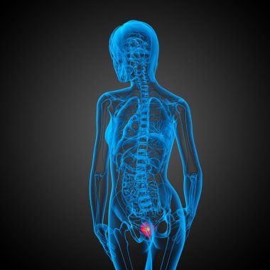 Mesane 3D render tıbbi çizimi 