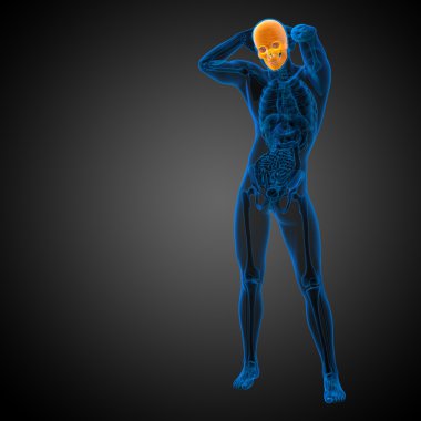 3D render Medikal illüstrasyon kafatası
