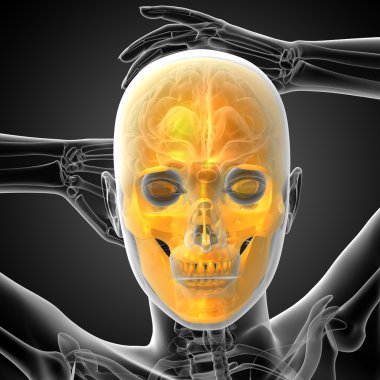 3D render Medikal illüstrasyon kafatası