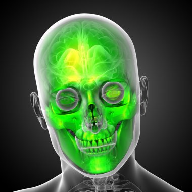 3D render Medikal illüstrasyon kafatası