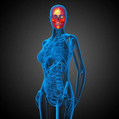 3D render Medikal illüstrasyon kafatası