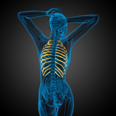 Göğüs kafesi 3D render tıbbi çizimi 