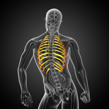 Göğüs kafesi 3D render tıbbi çizimi 