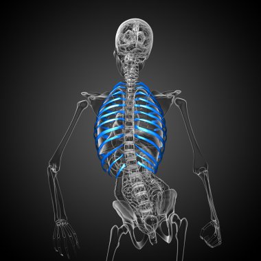 Göğüs kafesi 3D render tıbbi çizimi 